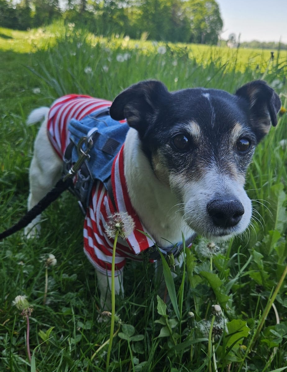 Jacky als Seniorhund – entspannt liegend, ruhiger Blick